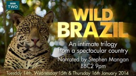 BBC Дикая Бразилия / Wild Brazil (2014)