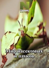 Мир насекомых и пауков