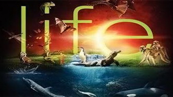 BBC Жизнь / BBC Life 06. Насекомые (2009)