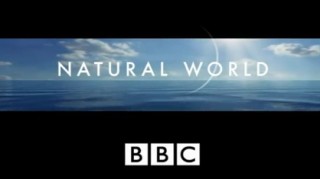 BBC Мир природы. Секреты подземелий майя / Natural World. Secrets of the Maya Underworld