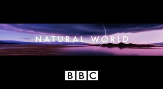 BBC Мир природы. Трансильвания. Опасные соседи / The Natural World. Transylvania. Living with Predators