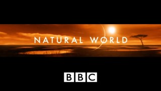 BBC Мир Природы. Птица Говорун / Natural World. Parrots: Look Who's Talking