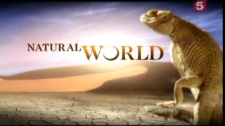 BBC Мир природы. Три обезьяны / The Natural World.