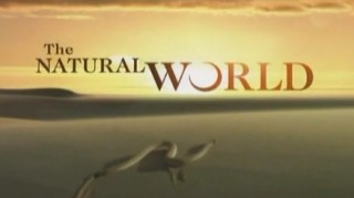 BBC Мир природы. Капибары / The Natural World.