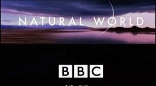 BBC Мир природы. Слон в объективе / The Natural World.