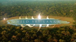 Дикая Шри-Ланка / Wild Sri Lanka 02. В краю озёр (2014) HD