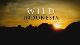 Дикая природа Индонезии / Wild Indonesia 02 Остров монстров (2014) HD