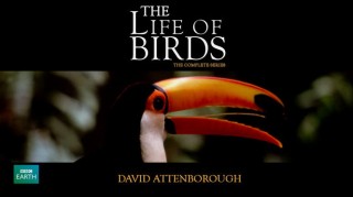 BBC Жизнь птиц / The Life of Birds 09. Проблемы отцовства (1998)