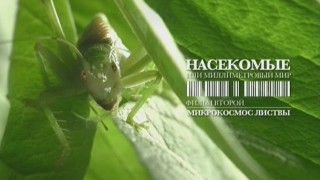 Насекомые или миллиметровый мир. 02. Микрокосмос листвы (2012)