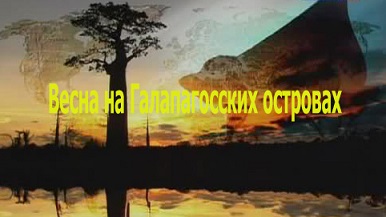 Весна на Галапагосских островах 2 серия / Springtime in the Galapagos (2009)