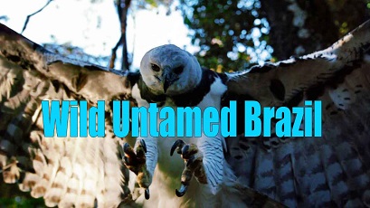 Дикая Бразилия 1 серия.  Жемчужины джунглей / Wild Untamed Brazil (2014)