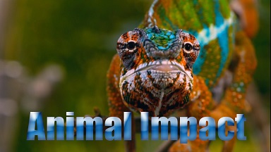 Природная инженерия 2 серия. Выживание в саванне / Animal Impact (2010)