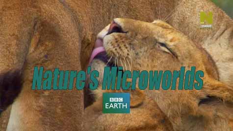 Нетронутые уголки дикой природы 1 сезон 04 серия. Залив Монтерей / Nature's Microworlds (2012)