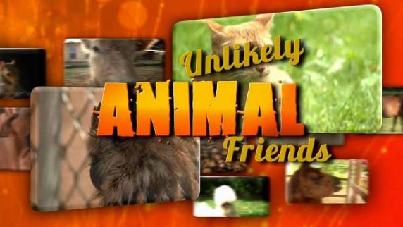 Странная дружба 3 сезон 6 серия. Щенок и попугай / Unlikely Animal Friends (2016)