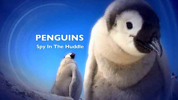 Пингвины скрытой камерой 1 серия. Как вылупиться из яйца / Penguins: Spy in the Huddle (2013)