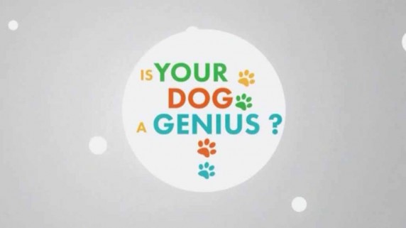 Насколько умна Ваша собака? 1 серия. Разговор по собачьи / Your dog genius? (2014)