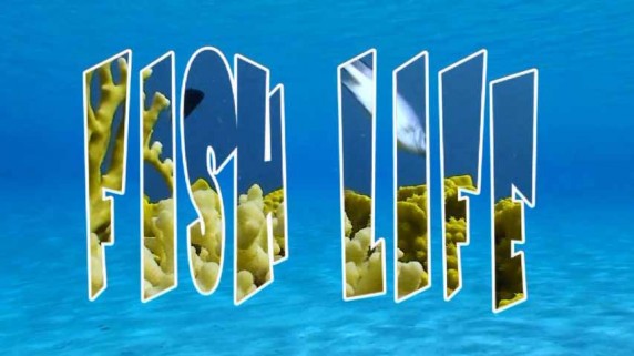 Жизнь под водой 08 серия. Невидимые / Fish Life (2009)