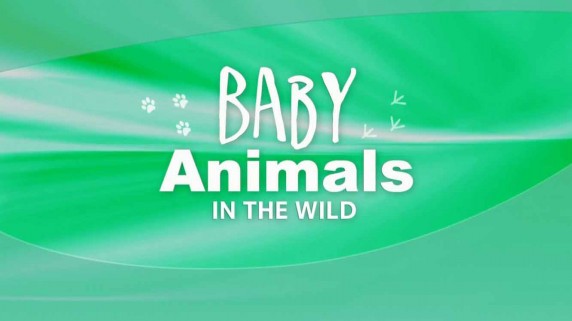 Детеныши в дикой природе 4 серия. Пприбрежные детеныши - день / Baby animals in the wild (2015)