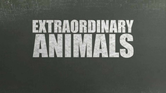 Необыкновенные животные 1 серия. Чудо-голубь / Extraordinary Animals (2008)