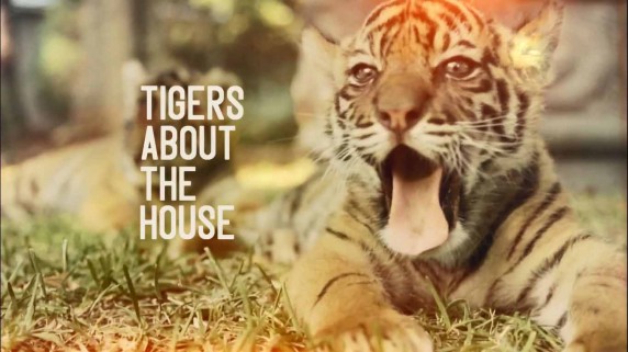 Тигры в доме 1 серия / Tigers About the House (2014)