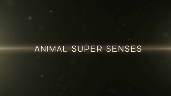 Уникальные способности животных. Зрение / Super Senses: The Secret Power of Animals (2014)