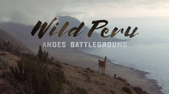 Дикая природа Перу: арена боев Анды 1 серия. Дикое побережье Перу / Wild Peru: Andes Battleground (2018)