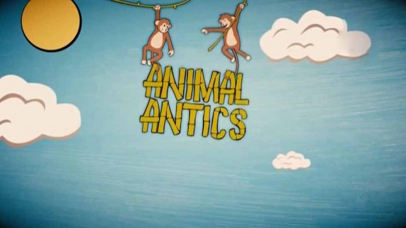 Фокусы животных 2 серия / Animal Antics (2016)