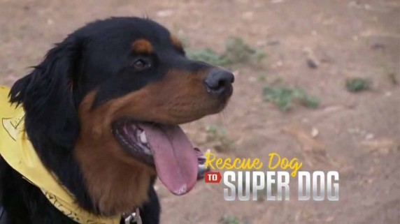 От бездомной собаки до супер пса 4 серия / Rescue Dog to Super Dog (2017)