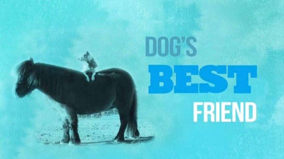 Лучшие друзья собаки 2 серия / Dog's Best Friend (2019)