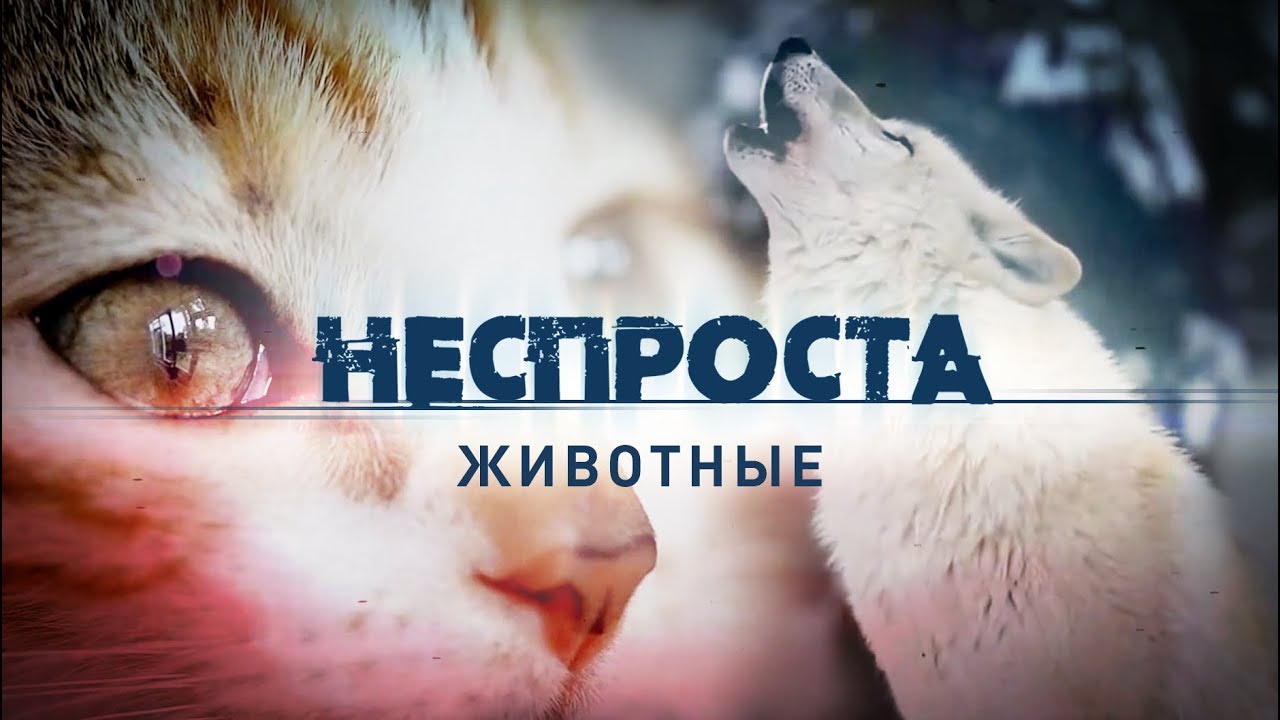 Неспроста. Животные (2019)