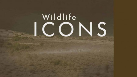 Герои дикой природы 2 сезон 4 серия. Стаи убийц / Wildlife Icons (2017)