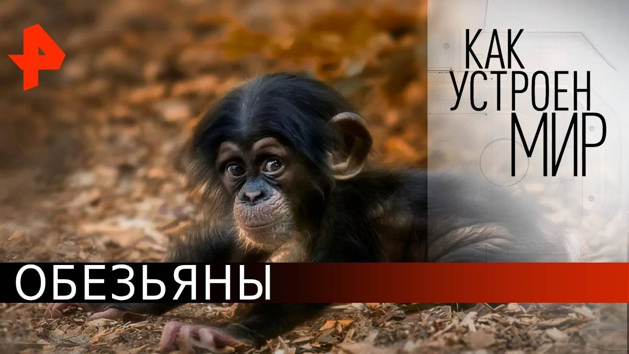 Обезьяны. Как устроен мир с Тимофеем Баженовым (09.06.2020)