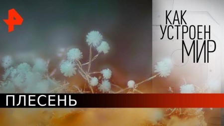 Плесень. Как устроен мир с Тимофеем Баженовым (11.06.2020)