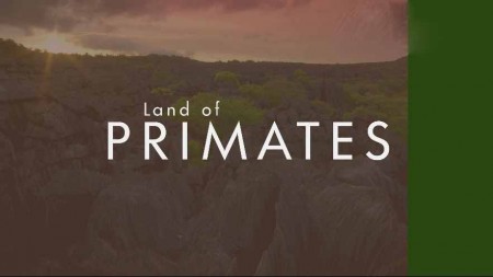 Земля приматов 02 серия. Лемуры Мадагаскара / Land of Primates (2016)