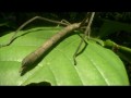 BBC Вивисекция. Как устроены насекомые / Insect Dissection: How Insects Work (2012) HD