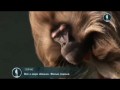 BBC Всё о мире обезьян / Планета обезьян / Monkey Planet 1 серия (2014)