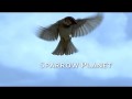 Планета Воробьев / Sparrow Planet (2013) HD