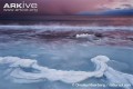 В царстве льда: жизнь на грани / Arctic Kingdom: Life at the Edge