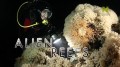 Мир коралловых рифов / Инопланетные Рифы / Alien Reefs (2013) HD