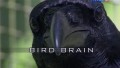 BBC Думают ли птицы? / Bird brain? (2011)