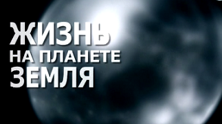 Жизнь на планете Земля. Рыбы / Life on Earth (2012)