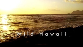 Невиданные Гавайи / Wild Hawaii (2012)