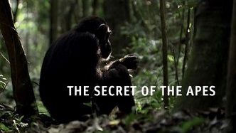 Секреты обезьян Сокращая разрыв / The Secret of the Apes - Narrowing the GAP (2013)