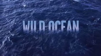 Дикий океан / Wild Ocean (2008)