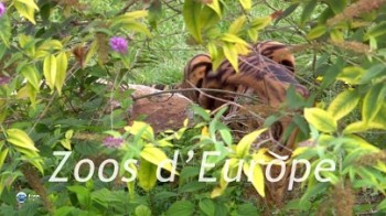 Зоопарки Европы: Аквариум порта Белл Барселона Испания / Les Zoos d' Europe (2007)