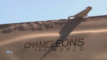 Хамелеоны мира / Chameleons of the world (2011)