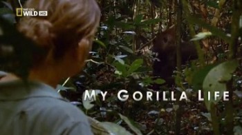 Моя жизнь с гориллами / My Gorilla Life (2011)