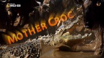 Крокодилья мама / Mother croc (2012) National Geographic