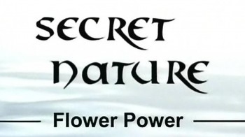 Тайны природы. Сила цветов / Secret Nature. Flower Power (2004)