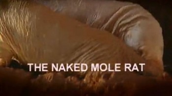 Голые землекопы / The naked mole rat (1996)